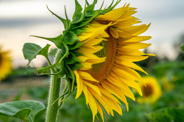 Pole słoneczników, zbliżenie na kwiat słonecznika, żółte płatki, ciepły letni wieczór. © Aneta