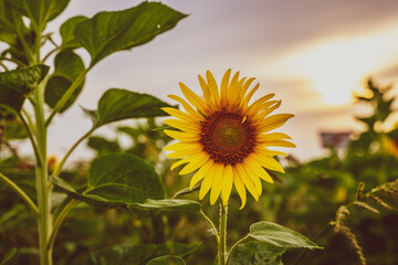 Pole słoneczników, zbliżenie na kwiat słonecznika, żółte płatki, ciepły letni wieczór. © Aneta