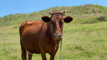 Brown cow looking straight at camera