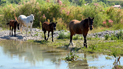 Obraz premium Horses crossing the river