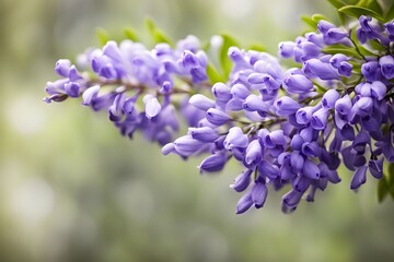 Obraz premium Texas mountain laurel flower bokeh background, AI Generated