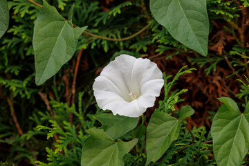 White calyx of an field bindweed climbing on a thuja hedge