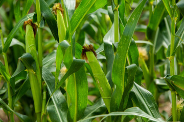 Close up of a corn in a cornfield in the countryside.