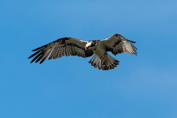 Balbuzard pêcheur, Pandion haliaetus, Western Osprey