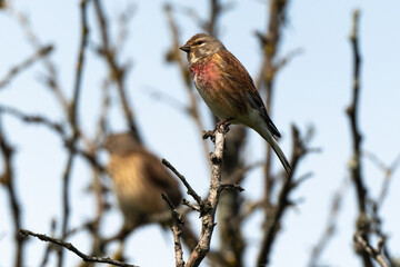 Linotte mélodieuse,.Linaria cannabina, Common Linnet