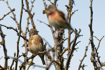 Linotte mélodieuse,.Linaria cannabina, Common Linnet