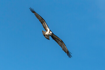 Balbuzard pêcheur, Pandion haliaetus, Western Osprey