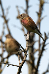 Linotte mélodieuse,.Linaria cannabina, Common Linnet