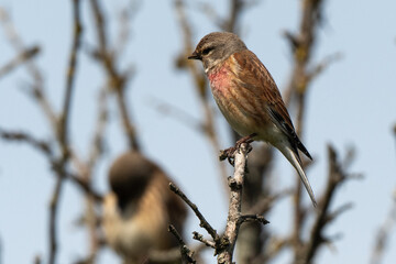 Linotte mélodieuse,.Linaria cannabina, Common Linnet
