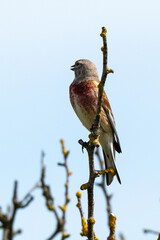 Linotte mélodieuse,.Linaria cannabina, Common Linnet