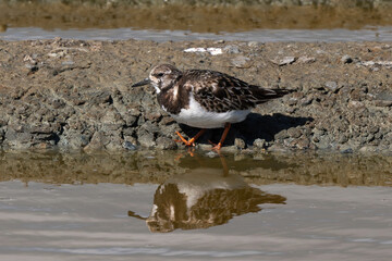 Tournepierre à collier,.Arenaria interpres , Ruddy Turnstone
