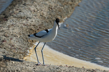 Avocette élégante, Recurvirostra avosetta, Pied Avocet
