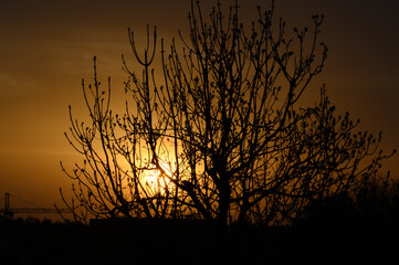 silhouette of a tree