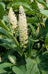 raisin d'amerique, Phytolacca decandra