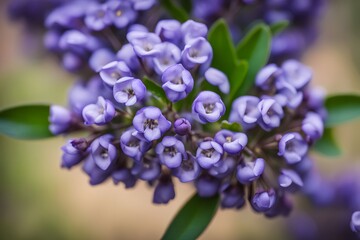 Texas mountain laurel flower bokeh background, AI Generated