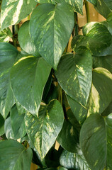 Obraz premium Scindapsus aureus, Pothos