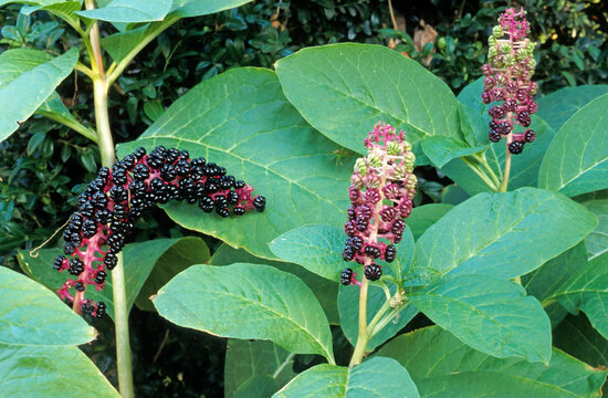 raisin d'amerique, Phytolacca decandra