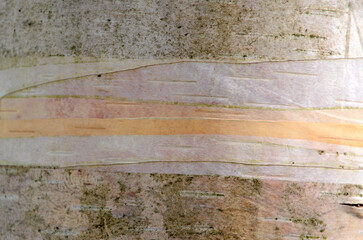 Betula alba; Bouleau blanc; écorce