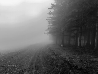 Landscapes - Forest - Europe, Romania