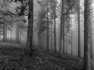 Naklejka premium Landscapes - Forest - Europe, Romania