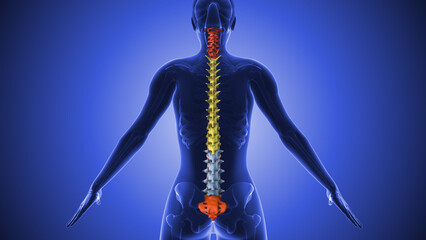 Medical animation of the human spine anatomy