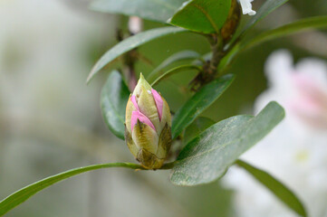 close up of a flower