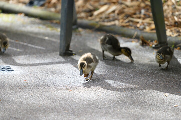 two dogs on the ground