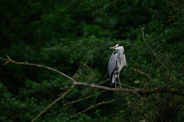 great blue heron