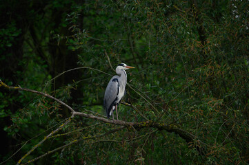 great blue heron