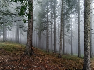 Landscapes -  Forest - Europe, Romania
