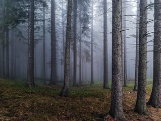 Landscapes -  Forest - Europe, Romania