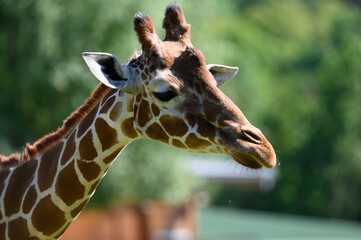 portrait of a giraffe