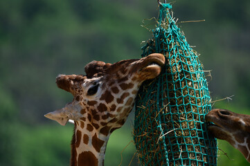 close up of a giraffe
