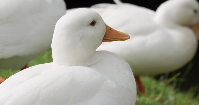 Close up of a domestic duck (Anas platyrhynchos domesticus). The Call Duck breed has a fascinating history that includes a foundation in hunting, showing, and eventually human companionship.