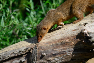 prairie dog on a rock