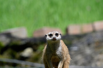 meerkat on guard