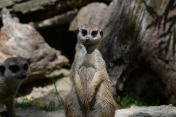 meerkat on guard