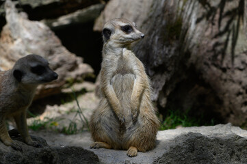 meerkat on guard