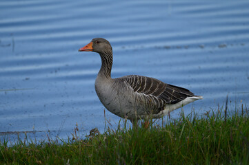 goose on the lake