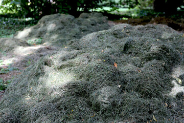 Herbe fauchée mise en tas 