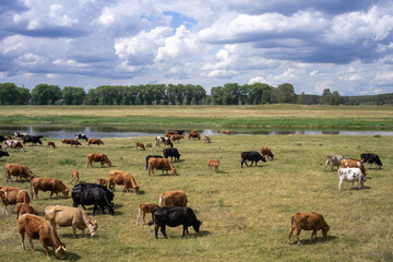 Ekologiczny wypas bydła na łąkach nad rzeką © qrrr