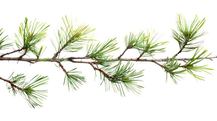 Pine branch transparent background