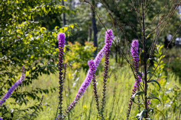 Obraz premium The dense blazing star (Liatris spicata) or prairie feather. Herbaceous perennial flowering plant native to eastern North America 