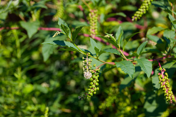Obraz premium American pokeweed (Phytolacca americana) also known as pokeweed, poke sallet, pokeberry, dragonberries, pigeonberry weed, and inkberry is a poisonous plant.