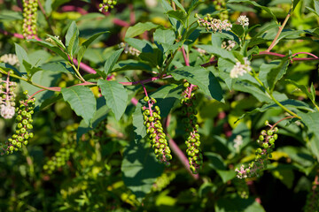 American pokeweed (Phytolacca americana) also known as pokeweed, poke sallet, pokeberry, dragonberries, pigeonberry weed, and inkberry is a poisonous plant.