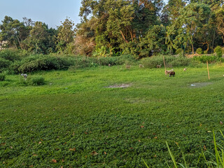 A sprawling meadow stretches under a clear sky, dotted with grazing goats.