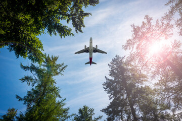 Airplane flying above the forest, directly below. © Rob Wilkinson