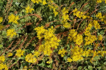 Sedum couvre-sol en floraison jaune