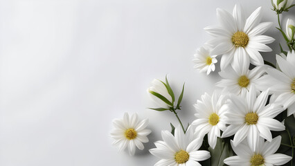 Fototapeta premium Beautiful white flowers background with copy space