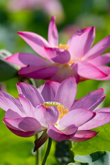 蓮の花のクローズアップ03